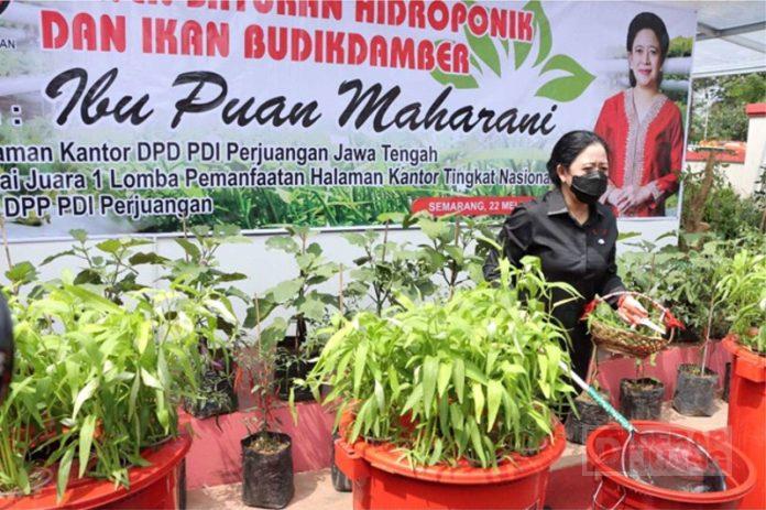 Panen Sayuran Hidroponik, Puan; Bisa Jadi Peluang Ekonomi