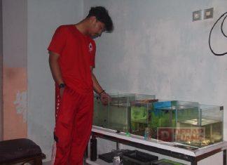 Popularitas Melejit, Budidaya Ikan Guppy Diaktualisasikan CKJ Azam