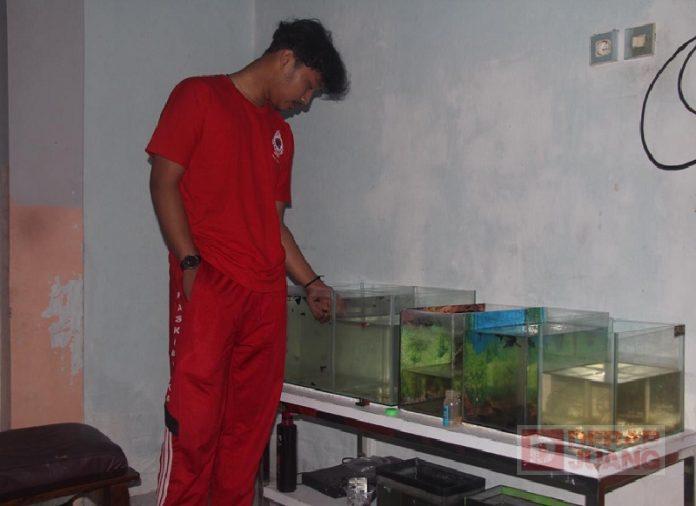 Popularitas Melejit, Budidaya Ikan Guppy Diaktualisasikan Oleh CKJ Azam (2)