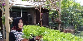 Tingkatkan Perekonomian Keluarga, KWT Cempaka Salamerta Berinovasi di Bidang Pertanian