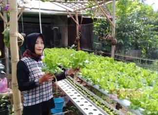 Tingkatkan Perekonomian Keluarga, KWT Cempaka Salamerta Berinovasi di Bidang Pertanian