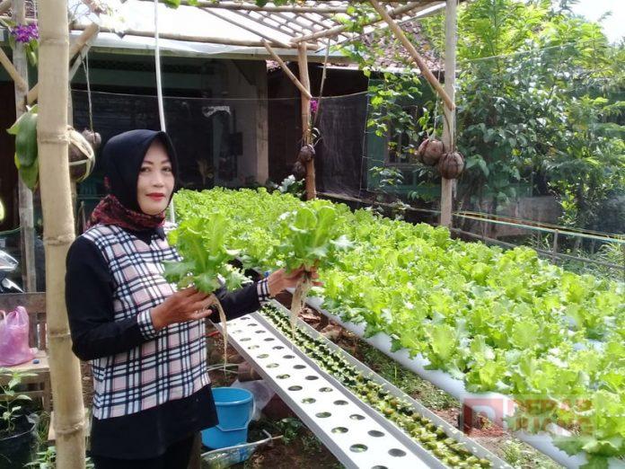 Tingkatkan Perekonomian Keluarga, KWT Cempaka Salamerta Berinovasi di Bidang Pertanian