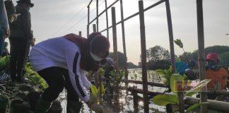Aktualisasikan Politik Lingkungan, Bupati Demak Tanam Mangrove di Sayung
