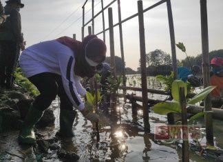 Aktualisasikan Politik Lingkungan, Bupati Demak Tanam Mangrove di Sayung