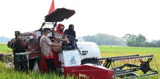 Gunakan Combine Harvester, Etik Suryani Panen Raya Padi di Desa Tangkisan