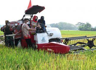Gunakan Combine Harvester, Etik Suryani Panen Raya Padi di Desa Tangkisan