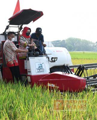 Gunakan Combine Harvester, Etik Suryani Panen Raya Padi di Desa Tangkisan