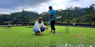 Kunjungi Budidaya Tanaman Azolla, Sri Ruwiyati: Bisa Menjadi Andalan Usaha di Masa Pandemi Covid-19