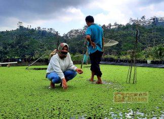 Kunjungi Budidaya Tanaman Azolla, Sri Ruwiyati: Bisa Menjadi Andalan Usaha di Masa Pandemi Covid-19