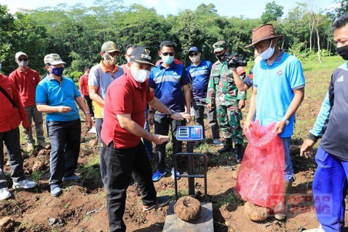 Panen Raya Porang, Ngesti Siapkan Marketing Modern