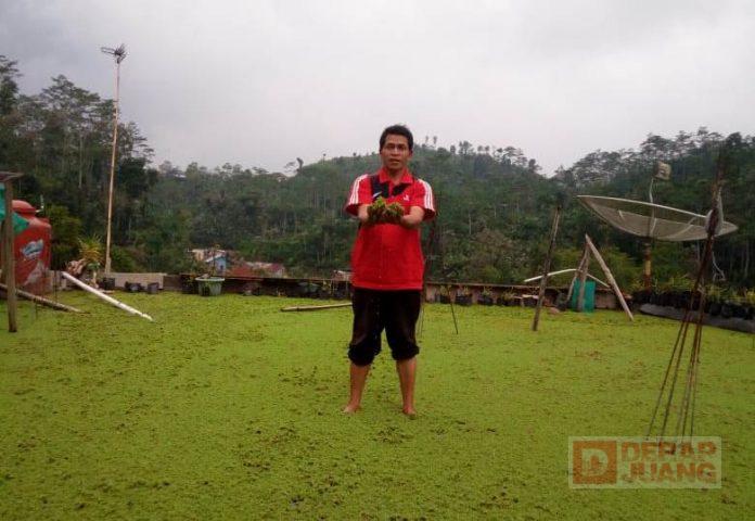 Tingkatkan Kesejahteraan Masyarakat, Ketua PAC PDI Perjungan Kecamatan Pagentan Kembangkan Azolla