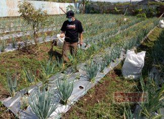 Berkebun, Cara Junaedi Perkuat Imun Saat Pandemi