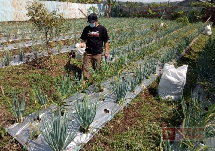 Berkebun Sayuran, Cara Junaedi Perkuat Imun Saat Pandemi