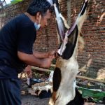 Bersama-Warga-Edy-Suripno-Gotong-Royong-Potong-Hewan-Kurban-2