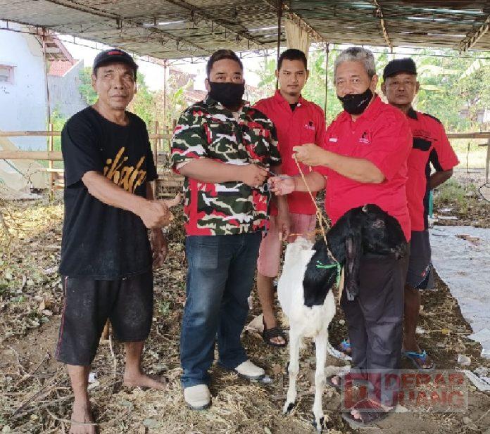 DPC PDI Perjuangan Kota Pekalongan Salurkan Hewan Kurban ke Sejumlah Tempat