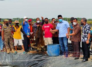 Hadiri Panen Raya Udang Vaname, Riswadi Dorong Pertumbuhan Ekonomi Masyarakat Pembudidaya