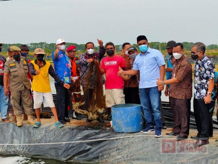 Hadiri Panen Raya Udang Vaname, Riswadi Dorong Pertumbuhan Ekonomi Masyarakat Pembudidaya (2)