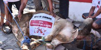 Hari Raya Idul Adha 1442 H, DPC PDI Perjuangan Sukoharjo Sembelih 5 Sapi dan 1 Kambing