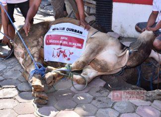 Hari Raya Idul Adha 1442 H, DPC PDI Perjuangan Sukoharjo Sembelih 5 Sapi dan 1 Kambing