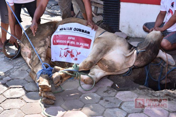 Hari Raya Idul Adha 1442 H, DPC PDI Perjuangan Sukoharjo Sembelih 5 Sapi dan 1 Kambing