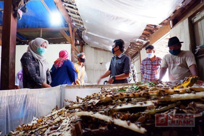 Jaga Stabilitas UMKM, Bupati Demak Inspeksi di Sentra Budidaya Jangkrik