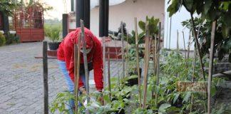 Merawat Bumi, Kadarwati Manfaatkan Pekarangan Rumah Untuk Bercocok Tanam