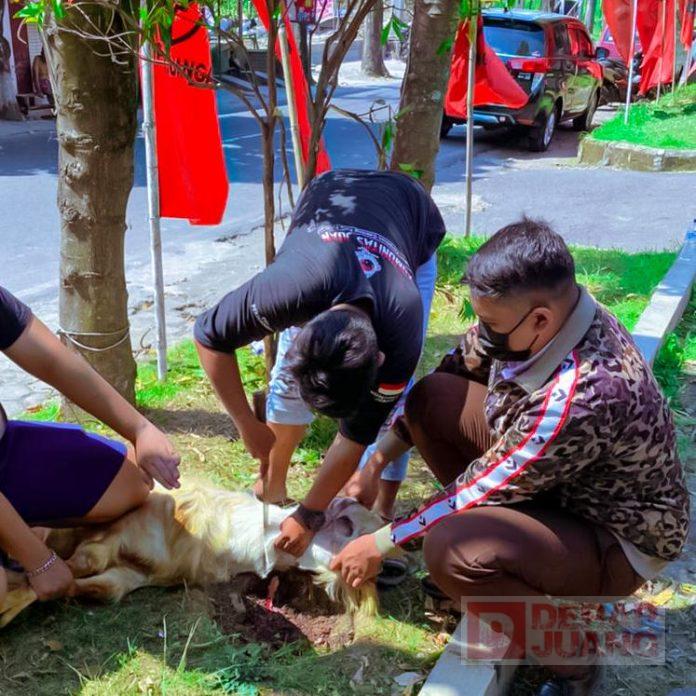 Penyembelihan Hewan Kurban PDI Perjuangan Kota Surakarta