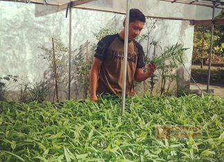 Semangat Calon Kader Komunitas Juang Banyumas Tekuni Budidaya Sayuran Hidroponik