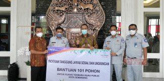 101 Pohon Tabebuya Siap Ditanam di Kota Semarang