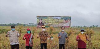 Bersama BPTP Jawa Tengah, H. Sunarna Fasilitasi Demfarm Padi di Banyumas