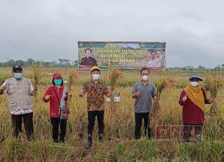 Bersama BPTP Jawa Tengah, H. Sunarna Fasilitasi Demfarm Padi di Banyumas