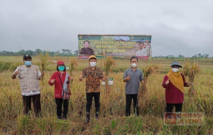Bersama BPTP Jawa Tengah, H. Sunarna Fasilitasi Demfarm Padi di Banyumas