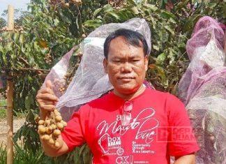 Ketua PAC Puring Promosi Agrowisata Kebun Klengkeng