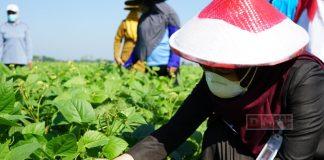 Panen Kacang Hijau, Mbak Eisti: Maksimalkan Produk Unggulan Ini