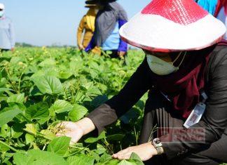 Panen Kacang Hijau, Mbak Eisti: Maksimalkan Produk Unggulan Ini