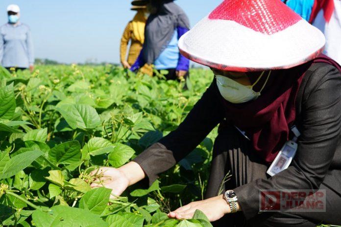 Panen Kacang Hijau, Mbak Eisti; Maksimalkan Produk Unggulan Ini