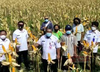 Bambang Ismoyo Pastikan Suplai Jagung di Grobogan Aman