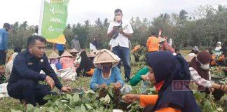Endro Sadewo Kunjungi Panen Perdana Kedelai Idamame Kelompok Tani Taru Martani