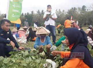 Endro Sadewo Kunjungi Panen Perdana Kedelai Idamame Kelompok Tani Taru Martani
