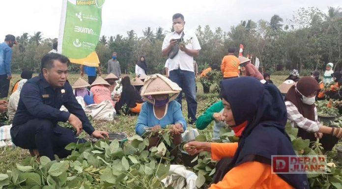 Endro Sadewo Kunjungi Panen Perdana Kedelai Idamame Kelompok Tani Taru Martani (2)