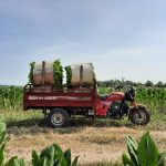 Kader Muda Kendal Bantu Sediakan Alat Transportasi Bagi Petani