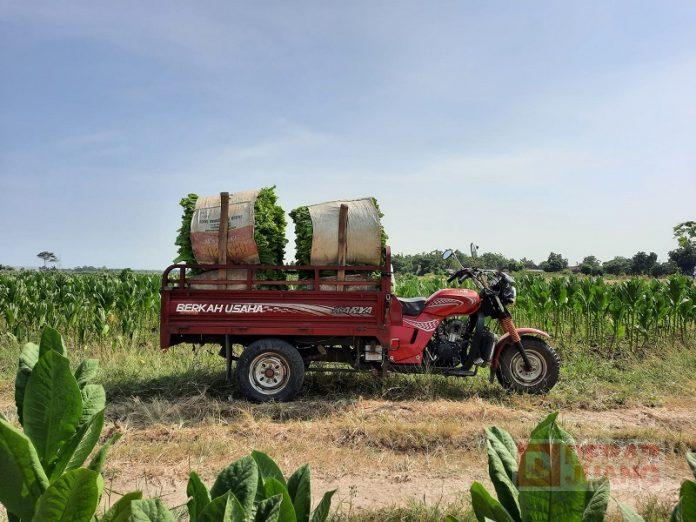 Kader Muda Kendal Bantu Sediakan Alat Transportasi Bagi Petani