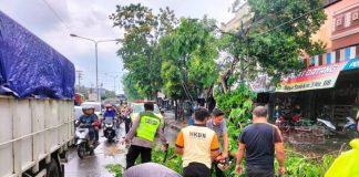 PAC Grobogan Sigap Bantu Kepolisian Rapikan Pohon Tumbang