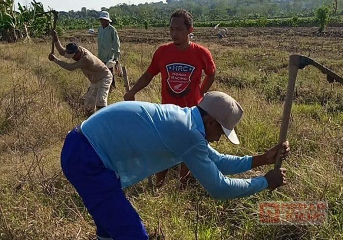 PAC Tawangharjo Terjun Langsung Sukseskan Program Gropyokan Tikus