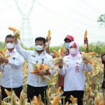 Sri Sumarni; Panen Melimpah, Secepatnya Kita Tutup Impor Jagung