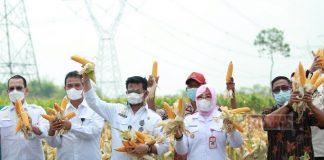 Sri Sumarni: Panen Melimpah, Secepatnya Kita Tutup Impor Jagung