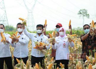 Sri Sumarni: Panen Melimpah, Secepatnya Kita Tutup Impor Jagung