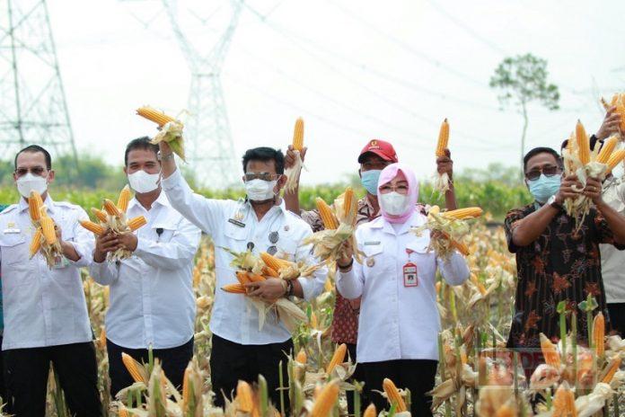 Sri Sumarni; Panen Melimpah, Secepatnya Kita Tutup Impor Jagung
