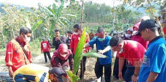 Ciamik! Tiga Pilar Partai Kebumen Tanam 1.000 Bibit Kelapa