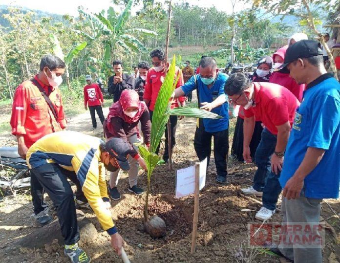 Ciamik! Tiga Pilar Partai Kebumen Tanam 1.000 Bibit Kelapa (2)